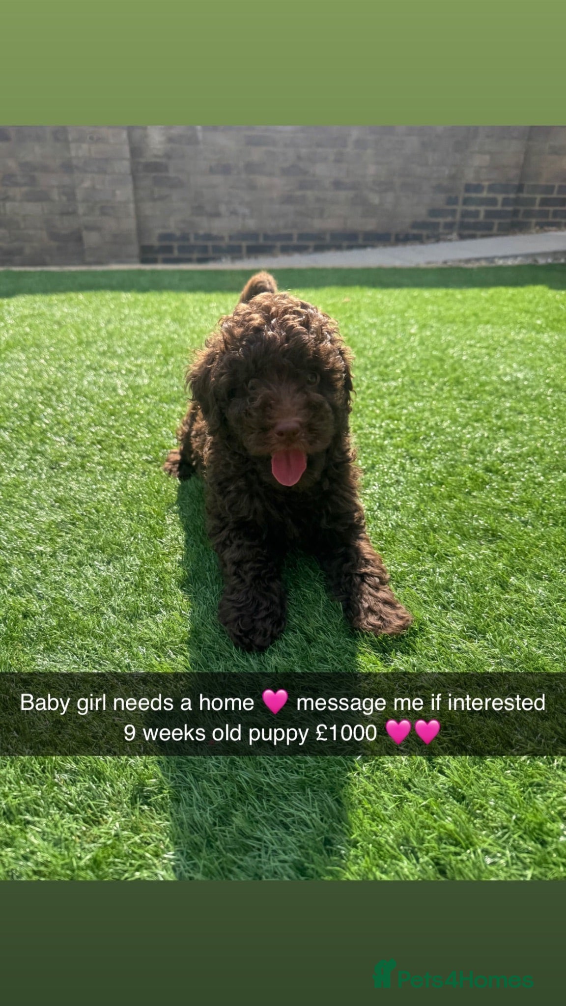 Cockapoo dogs Single Brown Puppy - Advert 1