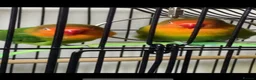 Lovebirds birds for sale: Pair of Compatible Lovebirds with Full Setup - Advert 4