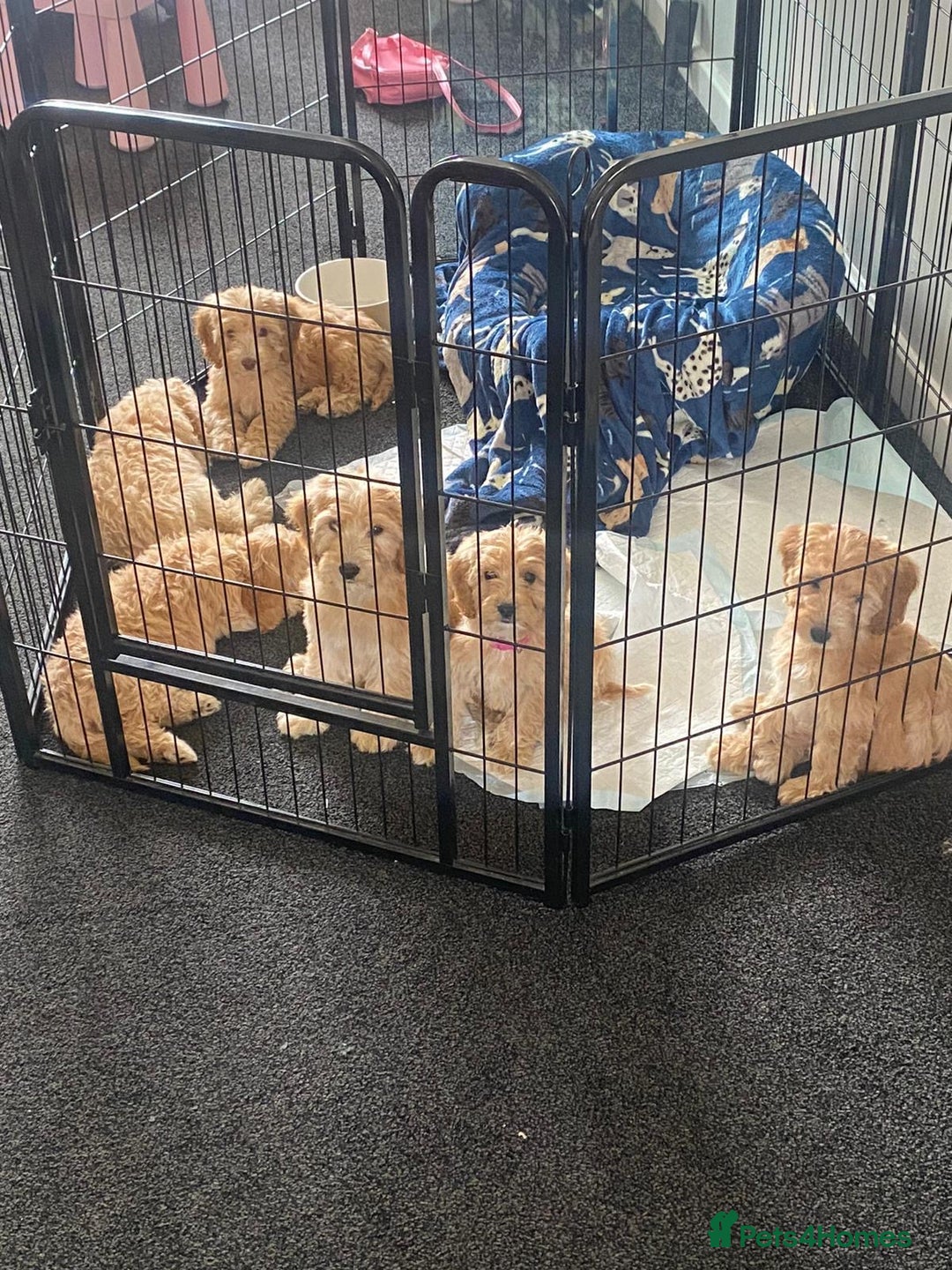 Cockapoo dogs for sale: STUNNING F1 COCKAPOO PUPPIES  - Image 19