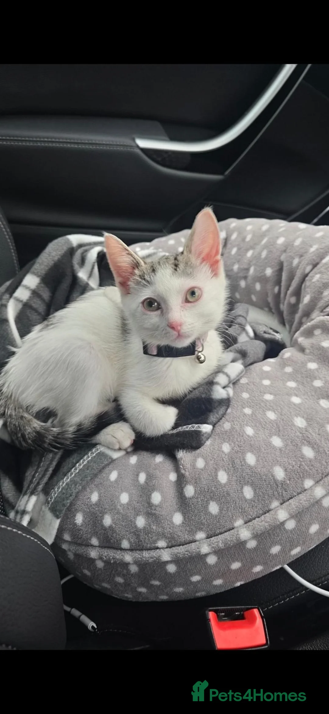 Mixed Breed cats for sale: 2 female cats  - Advert 2