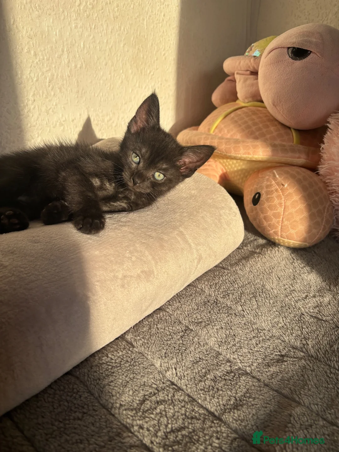 Mixed Breed cats for sale: Male cat  in Brighton - Advert 4