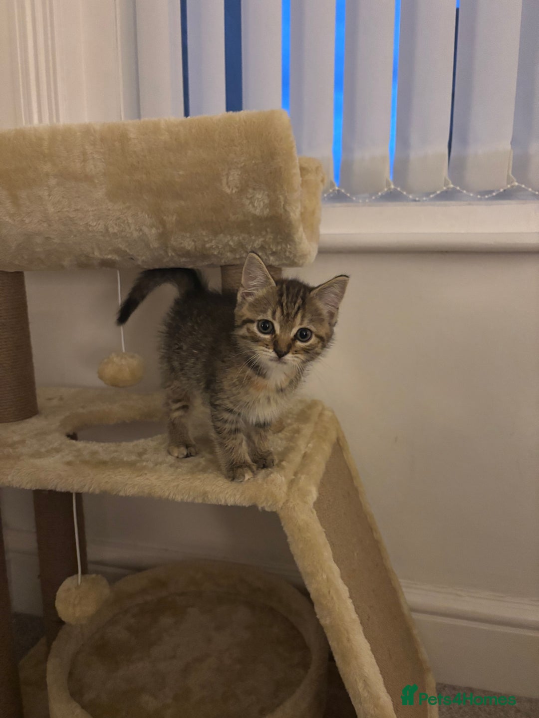 Mixed Breed cats for sale: Rehoming our lovely kitten Lulu - Advert 6