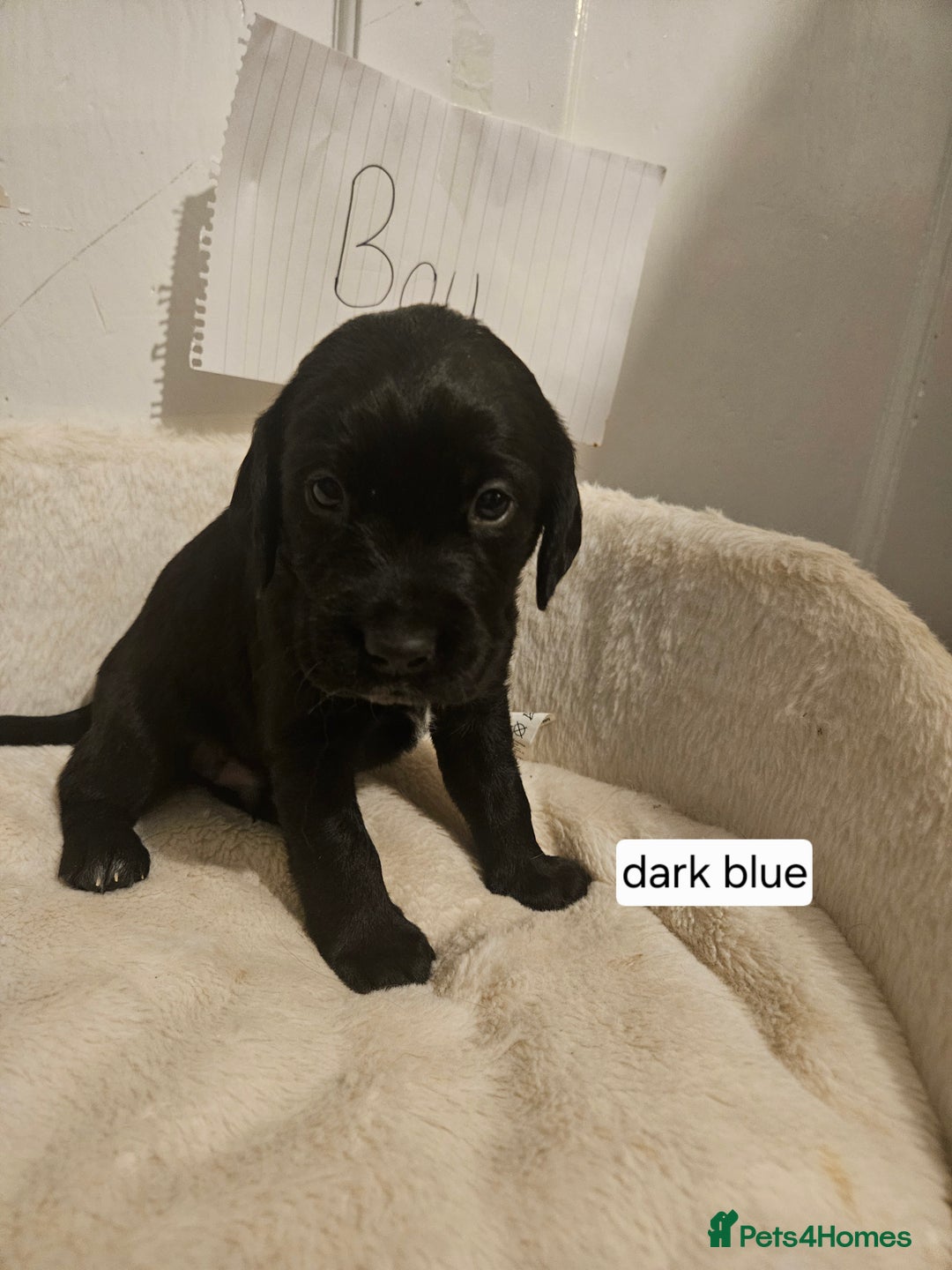 Cockerdor dogs for sale: Beautiful cockador pups - Advert 7