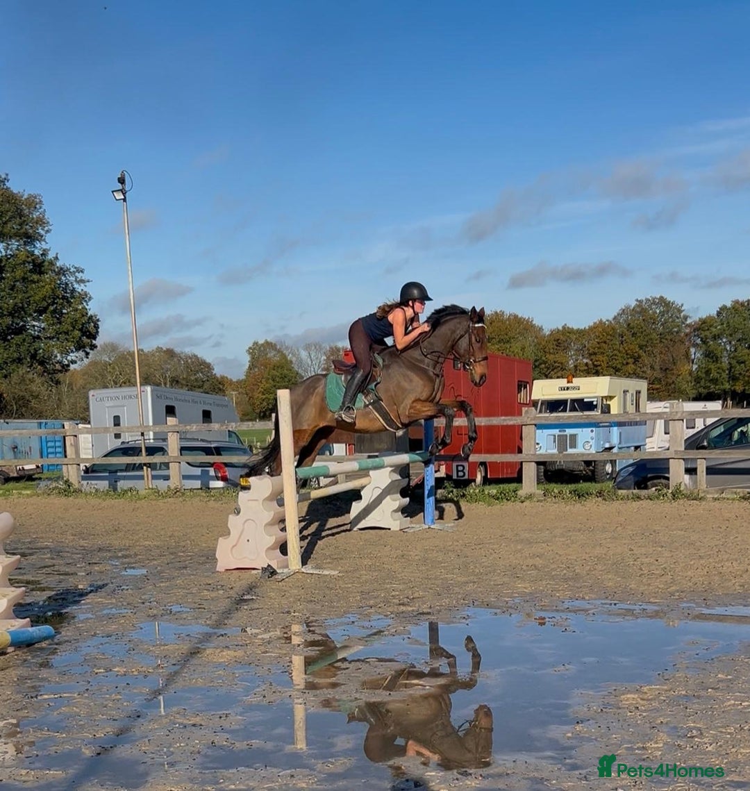 English Thoroughbred horses for sale: Super safe alrounder gelding  - Advert 21