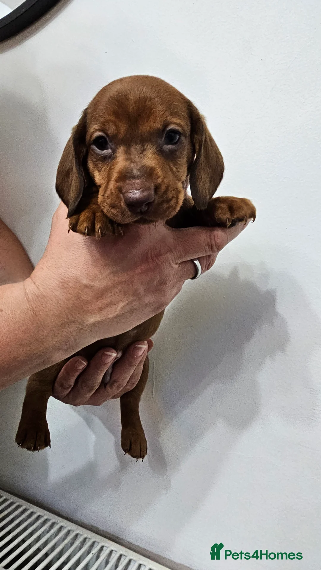 Dachshund dogs for sale: Ready Now ! KC Standard Dachshund puppies!  - Advert 15