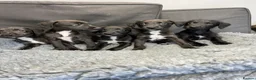 Mixed Breed dogs for sale: BEDDY  WHIPPET PUPS - Advert 18