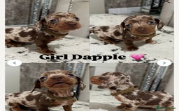 Dachshund dogs for sale: Miniature Dachshund Puppies  - Image 5