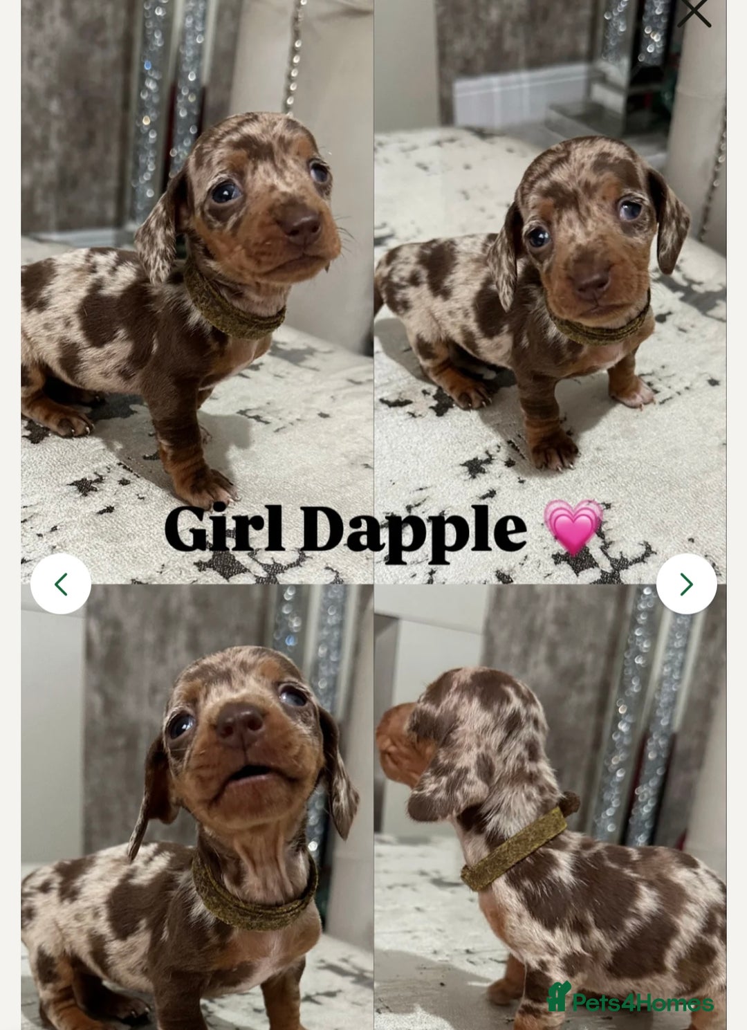 Dachshund dogs for sale: Miniature Dachshund Puppies  - Image 5