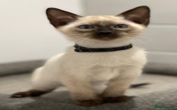 Siamese cats for sale: GCCF Registered Traditional Siamese Kittens  - Image 2