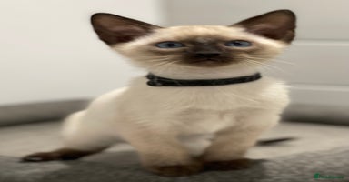 Siamese cats - Advert 13