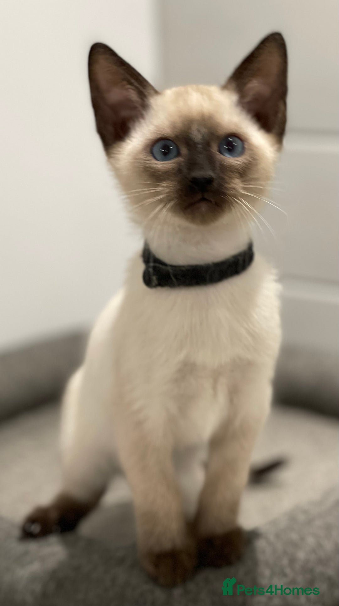 Siamese cats for sale: GCCF Registered Traditional Siamese Kittens  - Image 2
