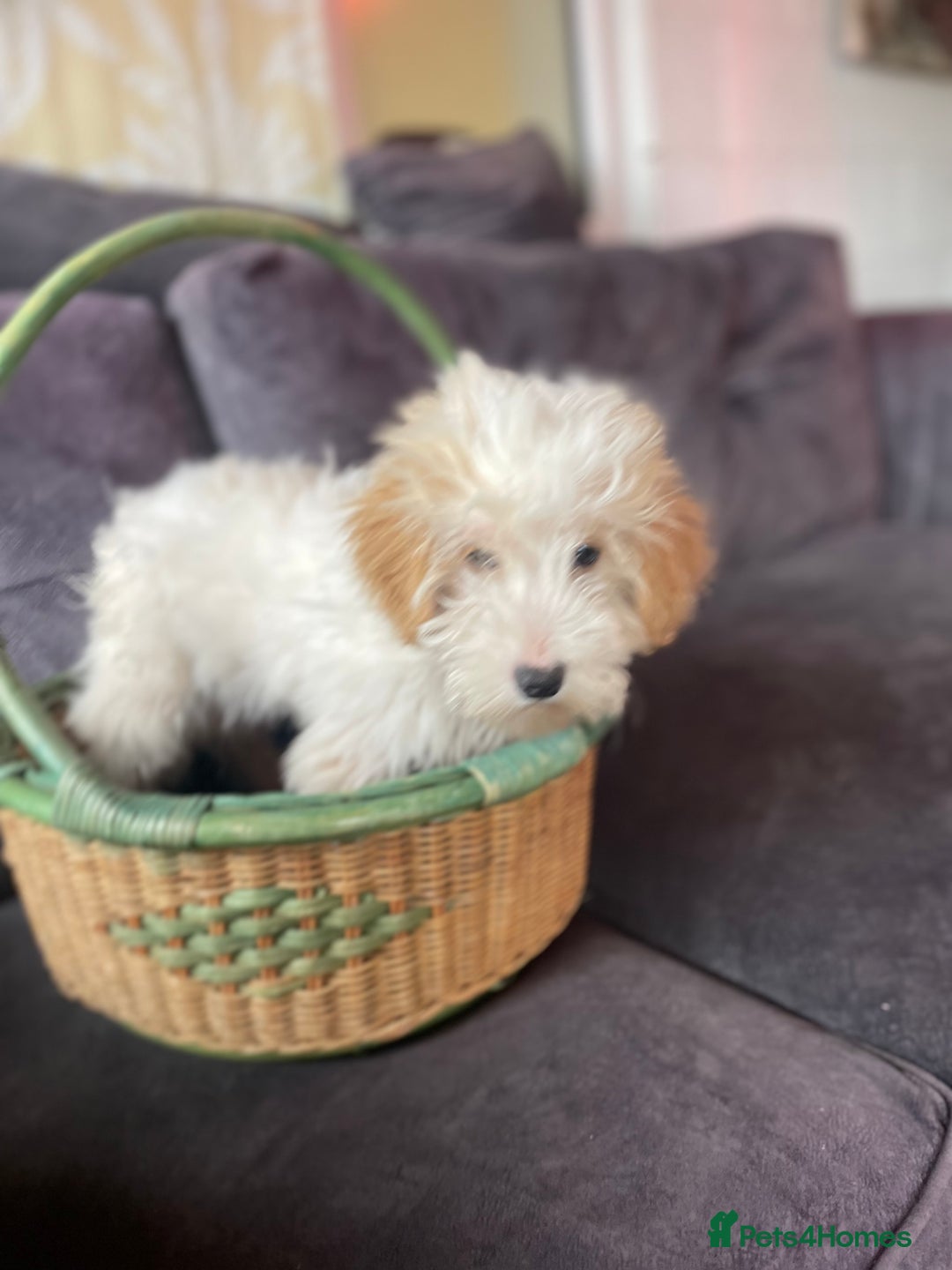 Cavapoo dogs for sale: F1b cavapoo one boy available - Image 6