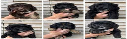 Cockapoo dogs for sale: F1 Cockapoo puppies  in Carnforth - Advert 1