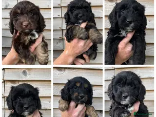Cockapoo dogs F1 Cockapoo puppies - Advert 2