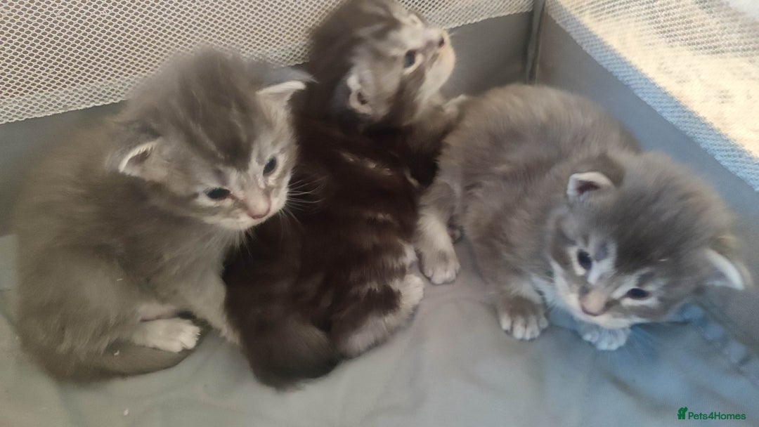 Maine Coon cats for sale: Tica Reg and fully health tested - Advert 11