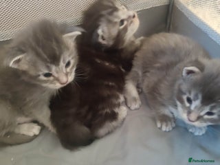 Maine Coon cats Smokes and high silver, Tica Reg + health tested - Advert 13