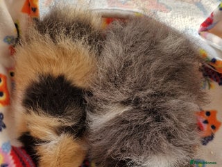 Guinea Pig rodents Swiss Boars Barney & Fred - Advert 20