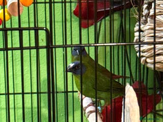 Finches birds Blue headed parrot finches - Advert 1