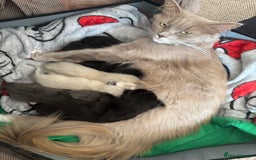 Ragdoll cats for sale: Ragdoll kittens  - Image 5