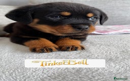 Rottweiler dogs for sale: Stunning chunky Rottweiler puppies - Image 10