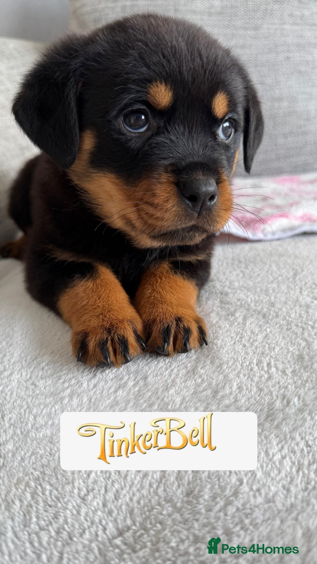 Rottweiler dogs for sale: Stunning chunky Rottweiler puppies - Image 10
