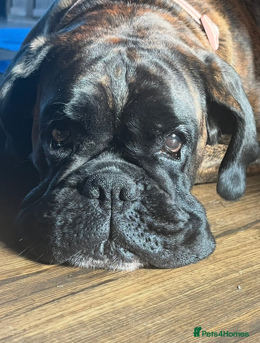 Boxer dogs for sale:  ⭐️ Fully health checked KC registered ⭐️ - Advert 18