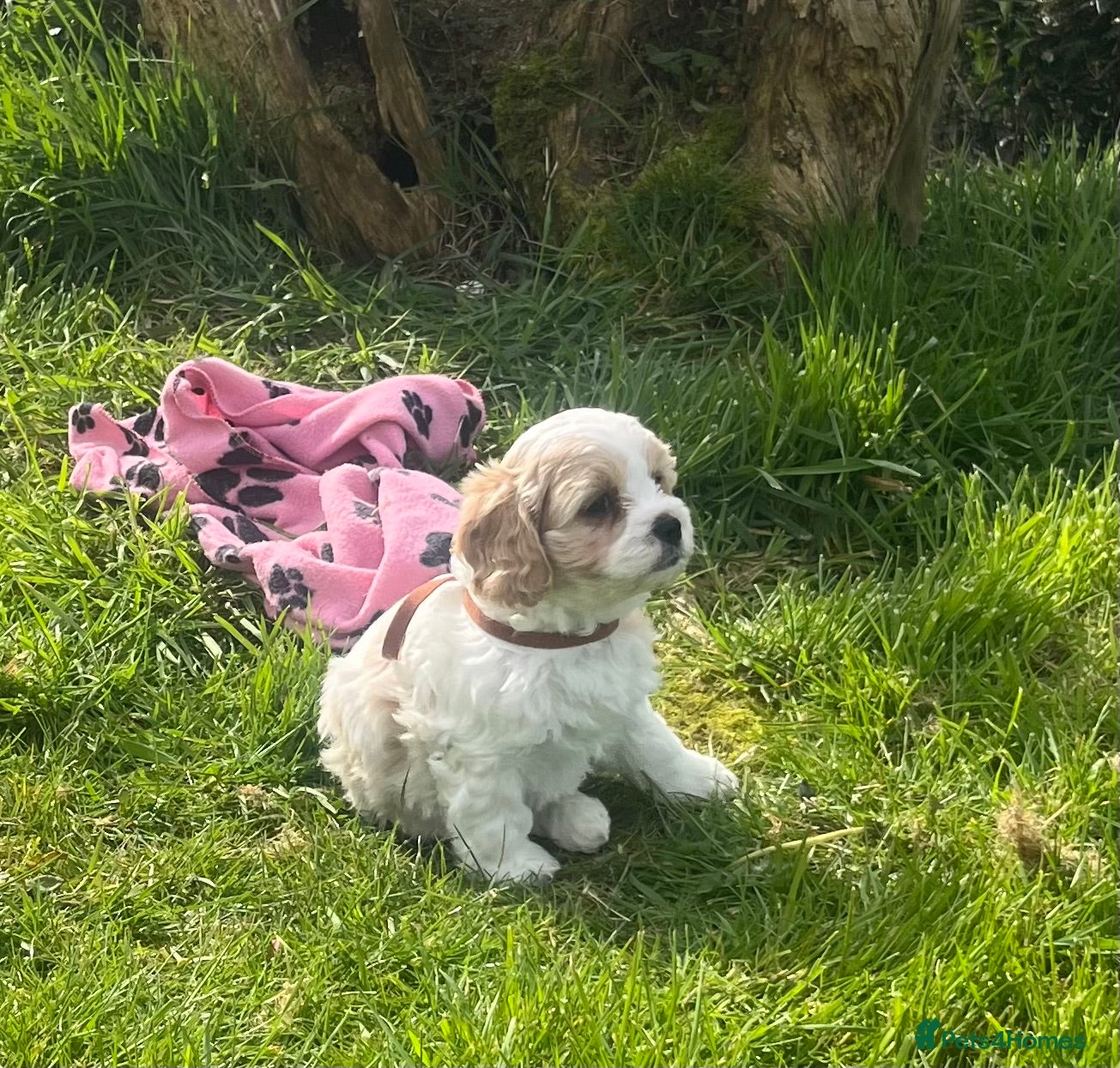 Cavachon dogs Cavachon puppies  - Advert 2