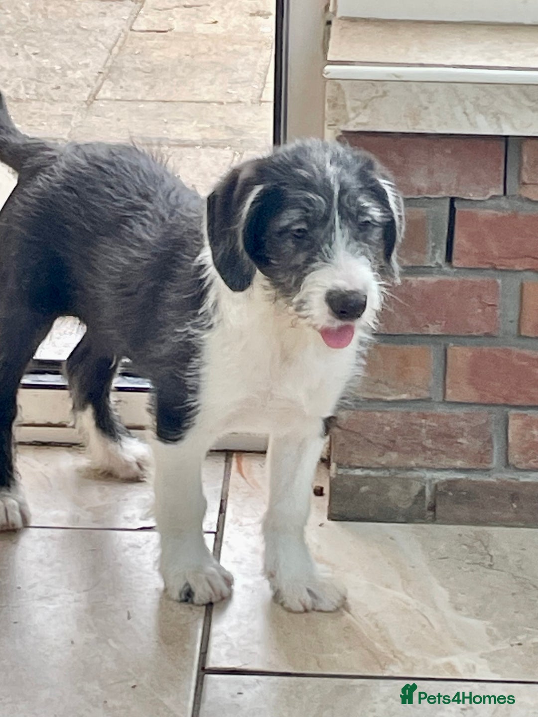 Mixed Breed dogs for sale: Boys and girls available  - Advert 8