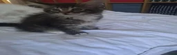 Maine Coon cats for sale: Maine Coon Kittens for Sale - Advert 9