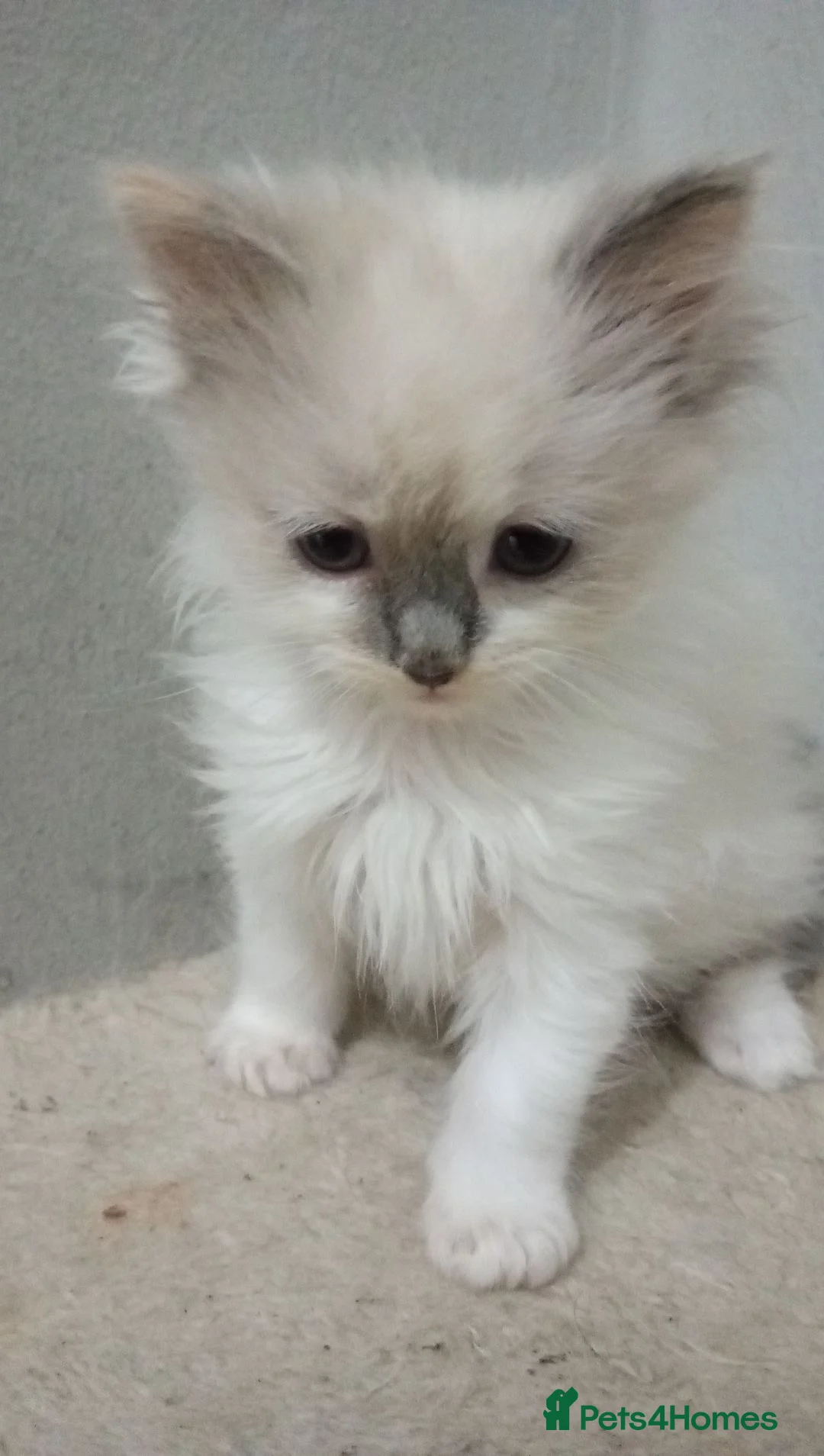 Ragdoll cats for sale: i have 3 stunning 3/4 ragdolls for sale in South Ockendon - Advert 2