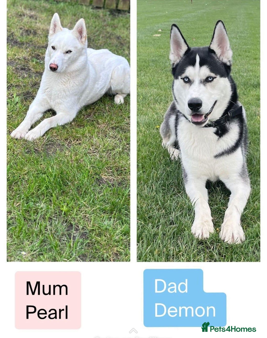 Siberian Husky dogs for stud: White husky stud - Advert 8