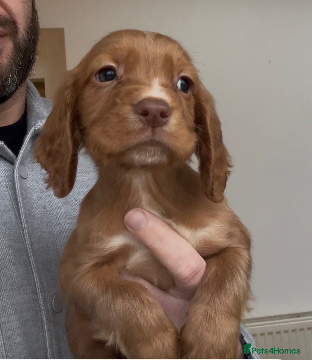 Cocker Spaniel dogs for sale: Last red boy - Ready to leave this week   - Advert 1