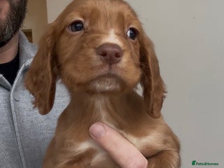 Cocker Spaniel dogs Last red boy - Ready to leave this week - Advert 14