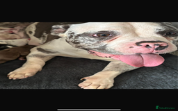 American Bully dogs for sale: perfect puppys - Image 9