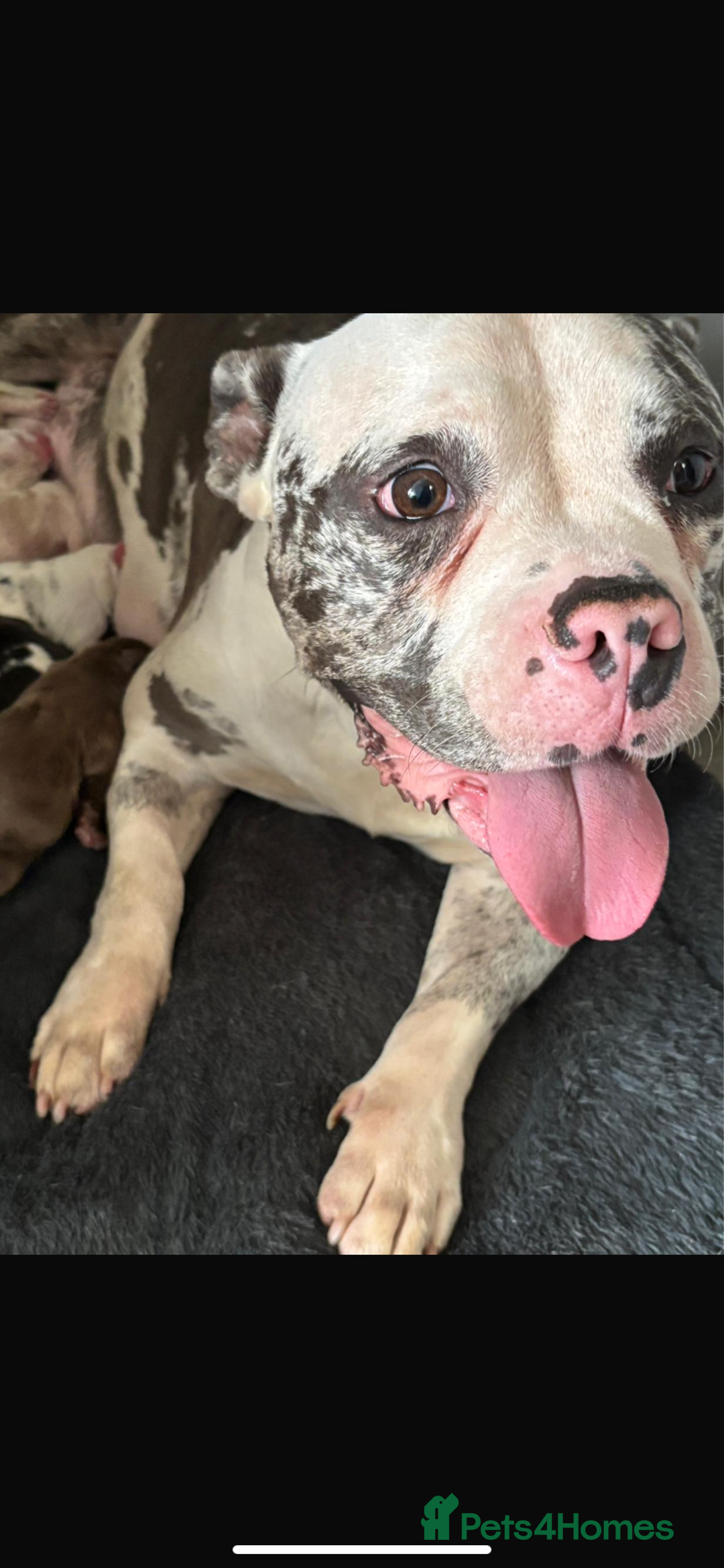 American Bully dogs for sale: perfect puppys - Image 9
