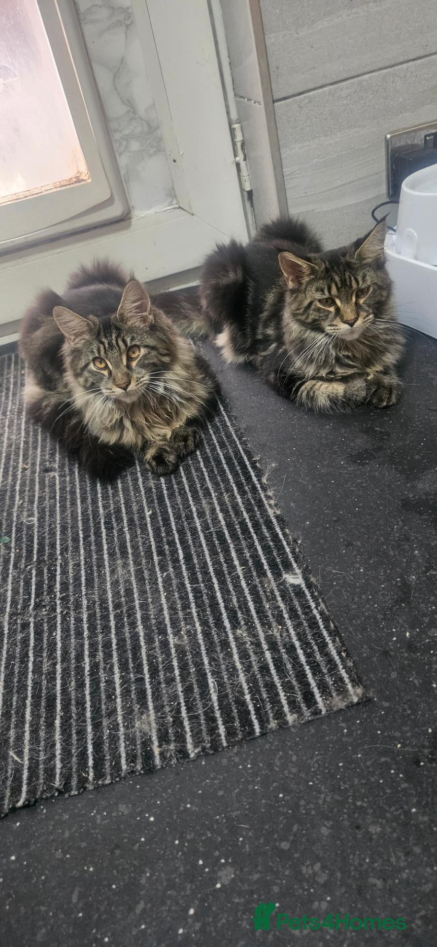 Maine Coon cats Stunning xl TICA Registered Maine coon Kittens  - Advert 1