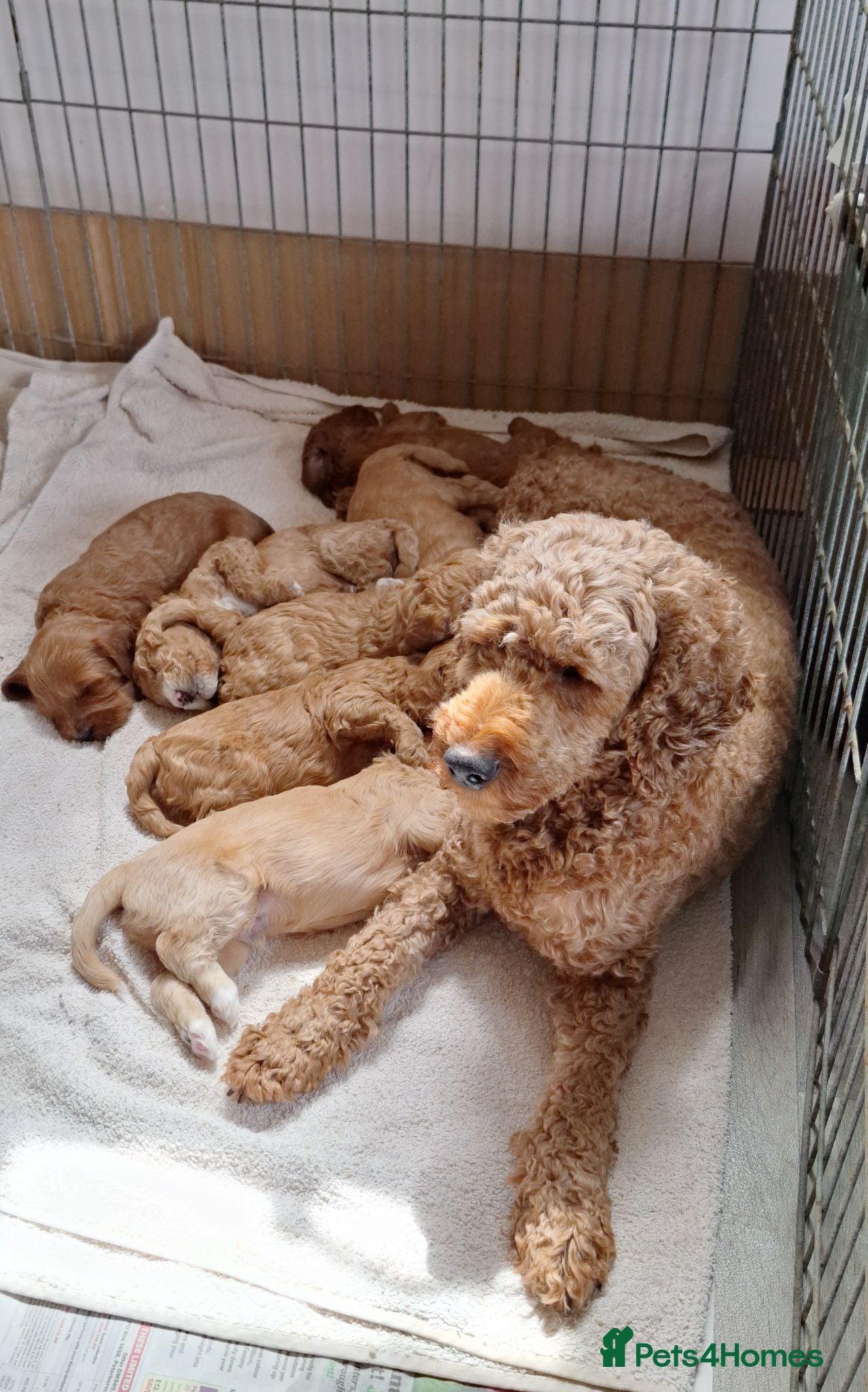 Mixed Breed dogs Cockerpoo X Miniature Australian Labradoodle  - Advert 2