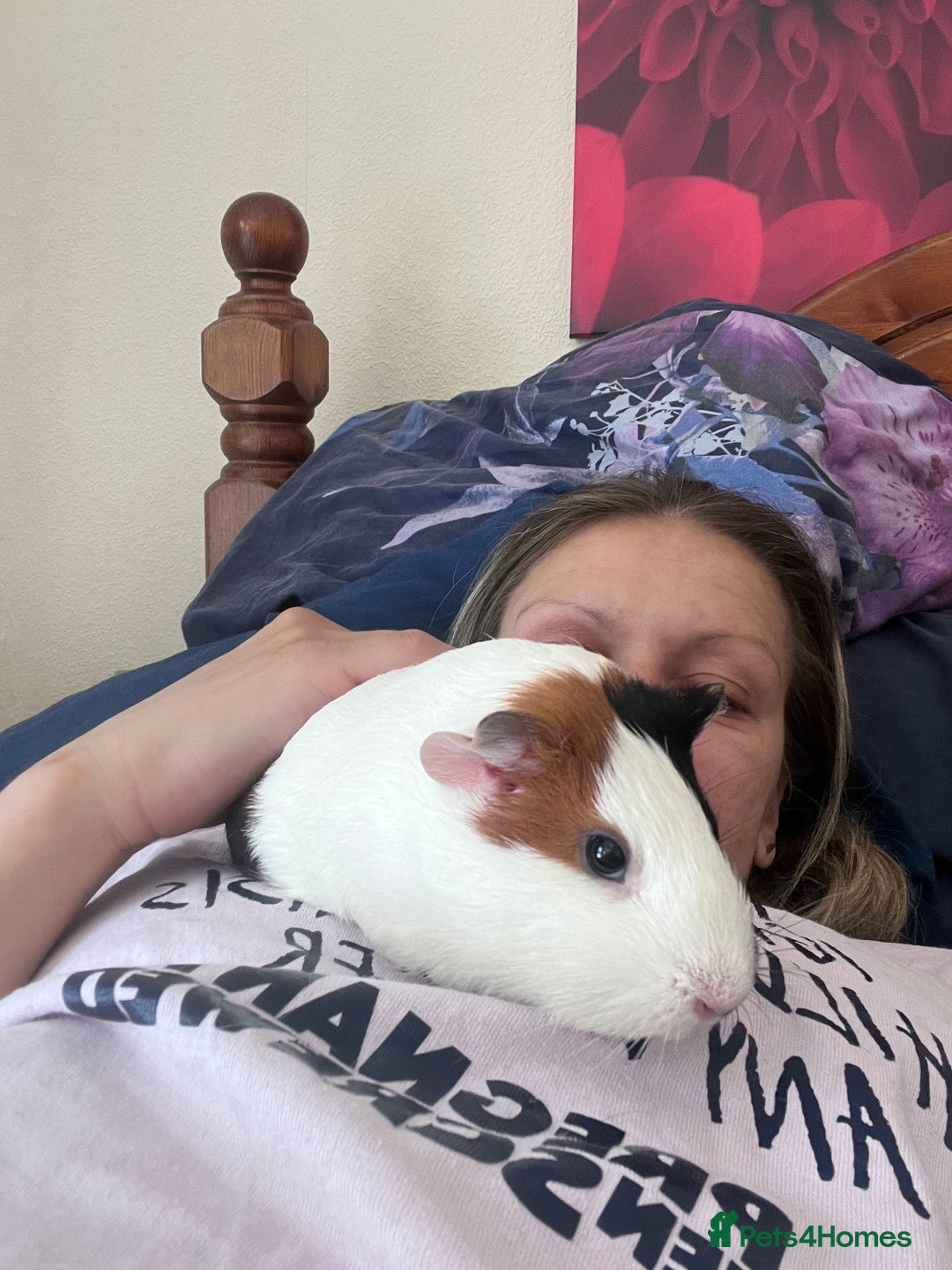 Guinea Pig rodents for sale: Free  - Advert 2