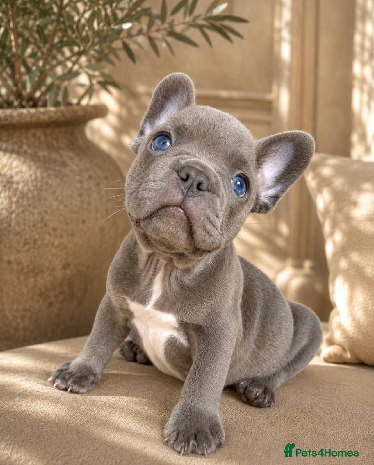 French Bulldog dogs 🐶BEAUTIFUL PUPPIES🐶 - Advert 1