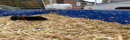 Guinea Pig rodents for sale: Beautiful litter of guinea pig pups - Advert 12