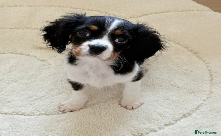 Cavalier King Charles Spaniel dogs - Advert 1