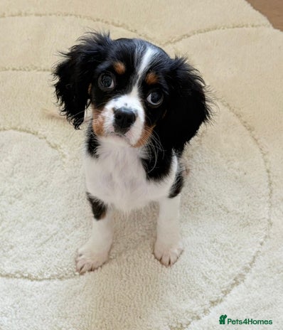 Cavalier King Charles Spaniel dogs - Advert 1