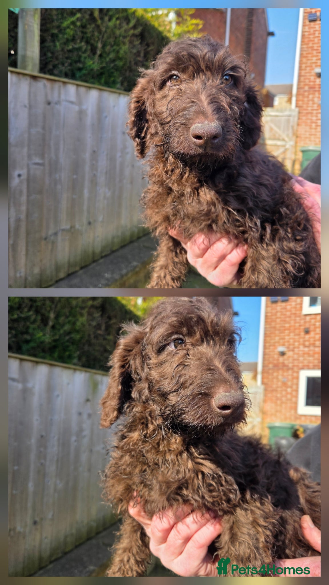 Goldendoodle dogs YORKSHIRE LAD AND LASSES  - Advert 13