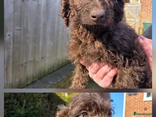 Goldendoodle dogs YORKSHIRE LAD AND LASSES - Advert 13