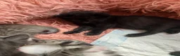 Russian Blue cats for sale: Beautiful black silver grey tabby kittens  - Advert 13