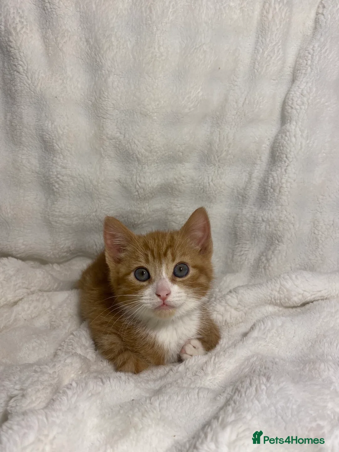 Mixed Breed cats for sale: 3 adorable kittens awaiting for their new homes - Advert 6