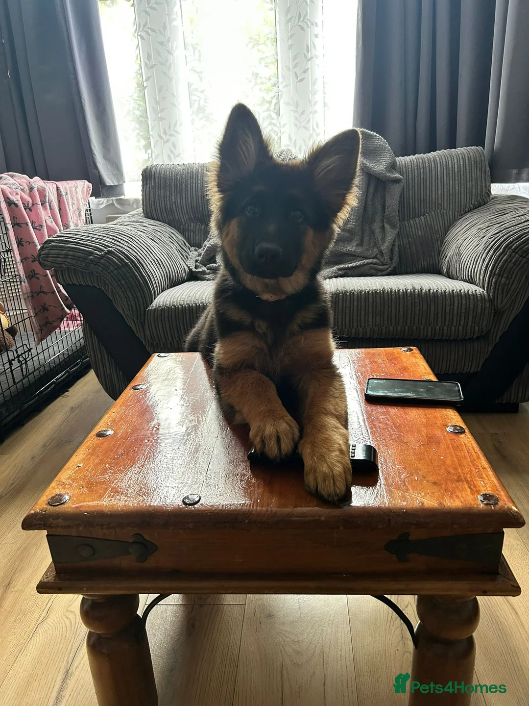 German Shepherd dogs for sale: Gsd puppy - Advert 2