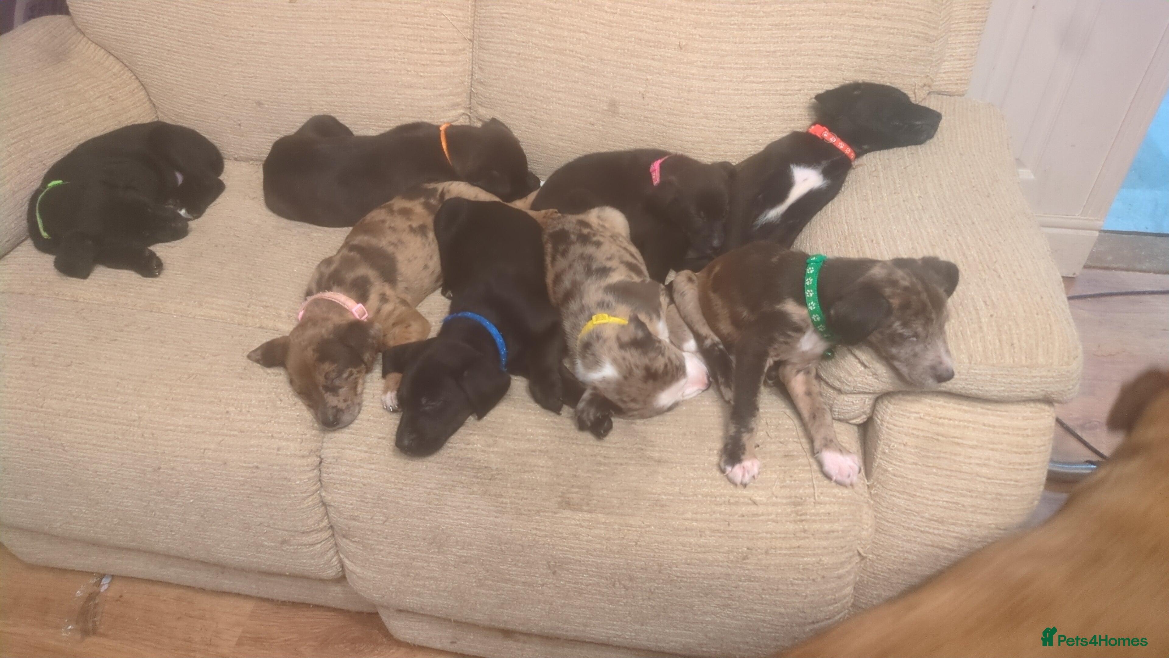 Mixed Breed dogs Beautiful Puppies – Family Raised, Well Socialised - Advert 1