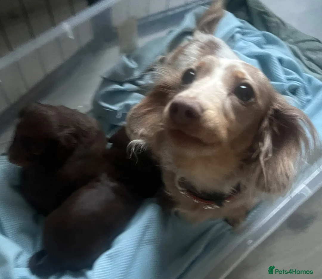 Miniature Dachshund dogs for sale: Kc chocolate long hair babies   in Leigh - Advert 1