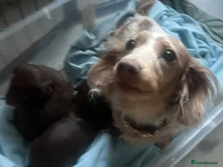 Miniature Dachshund dogs Kc chocolate long hair babies - Advert 1